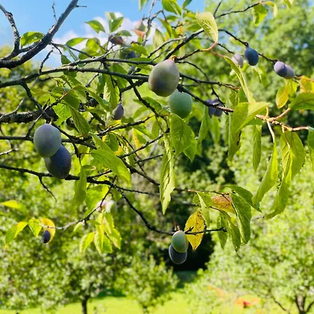 Σαλέ Pine River Dobrenica - 4000 M2 Riverside Estate Bihać