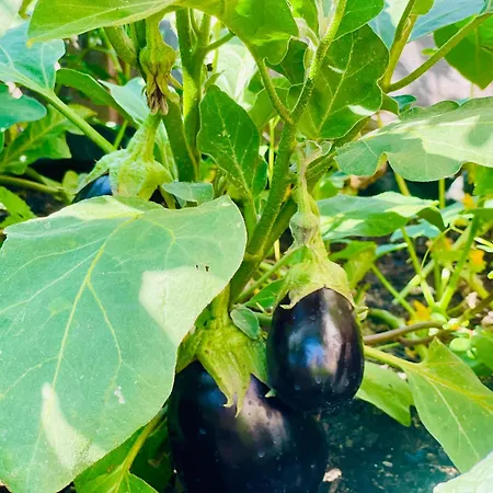 Pine River Dobrenica - 4000 M2 Riverside Estate * Bihać