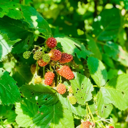 בקתה Pine River Dobrenica - 4000 M2 Riverside Estate Bihać