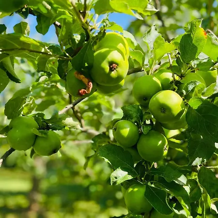 Pine River Dobrenica - 4000 M2 Riverside Estate Σαλέ